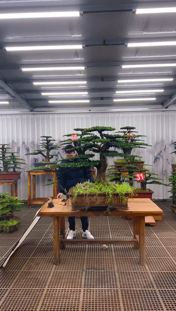 精品盆景直播间一物一拍