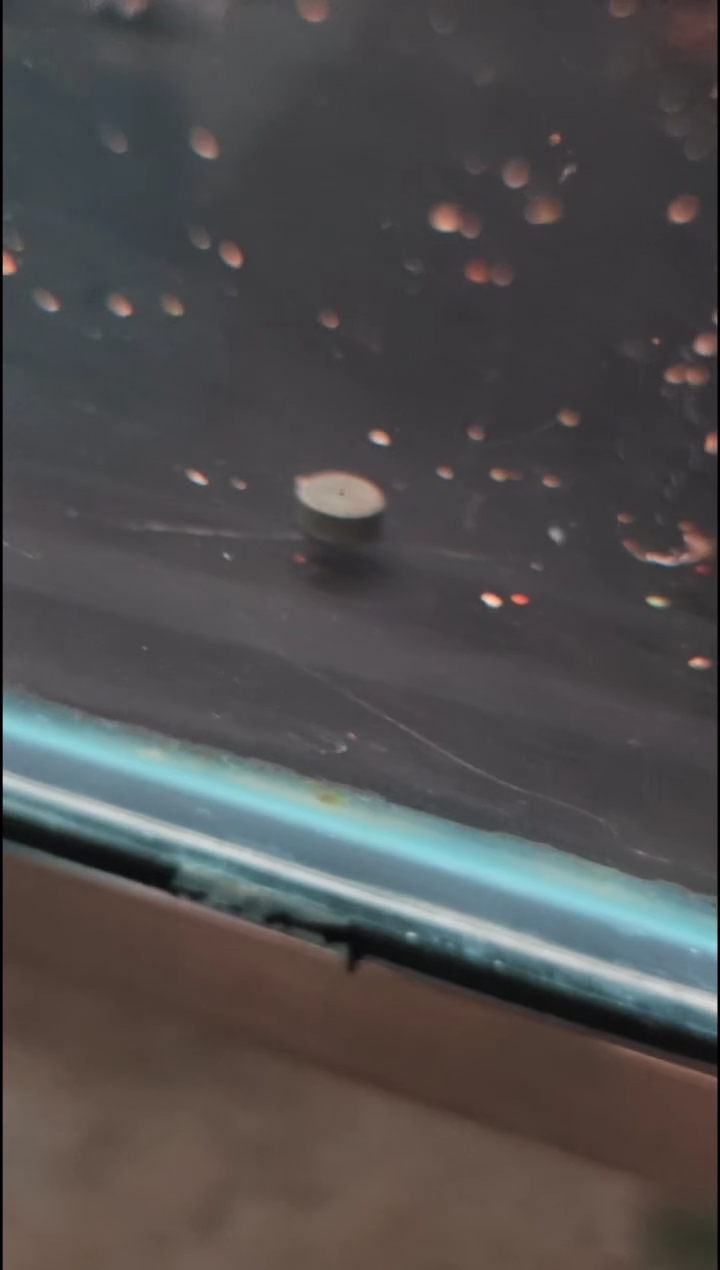 鼠鱼渔场饲料易浑水介意慎拍 鱼场用饲料100粒一袋