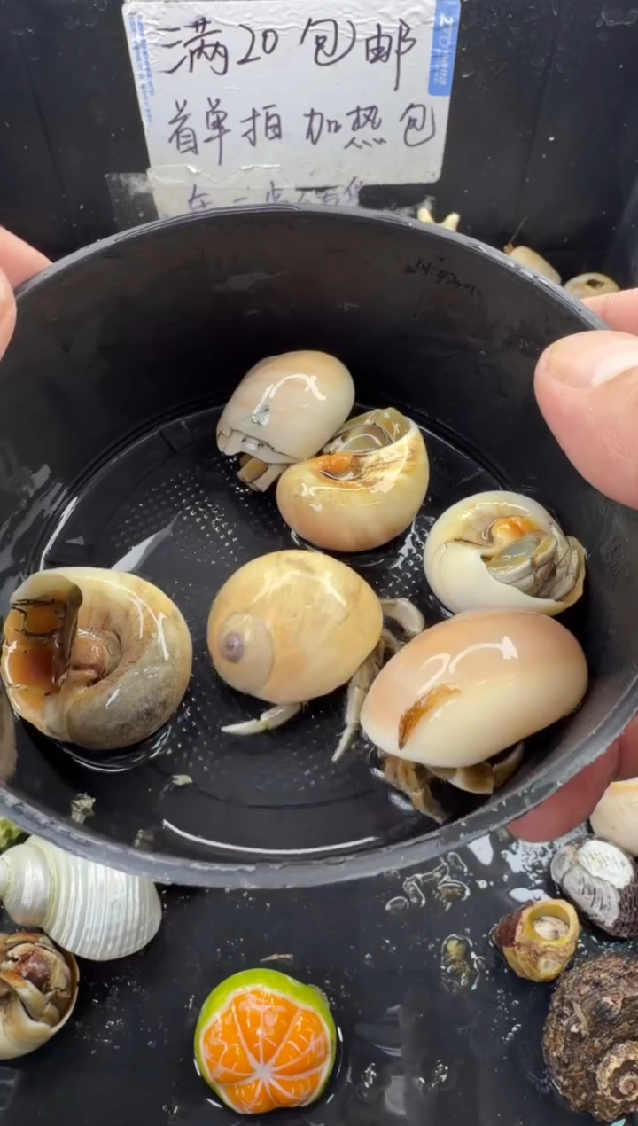 奥瓜6只包活到手3只，不包全品