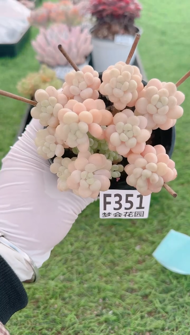 【闪购商品】梦会多肉一物一拍