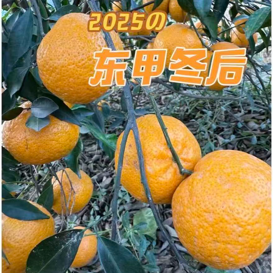 （冬后大红果）新会东甲核心产区新会柑陈皮开皮晒皮自存柑香油润