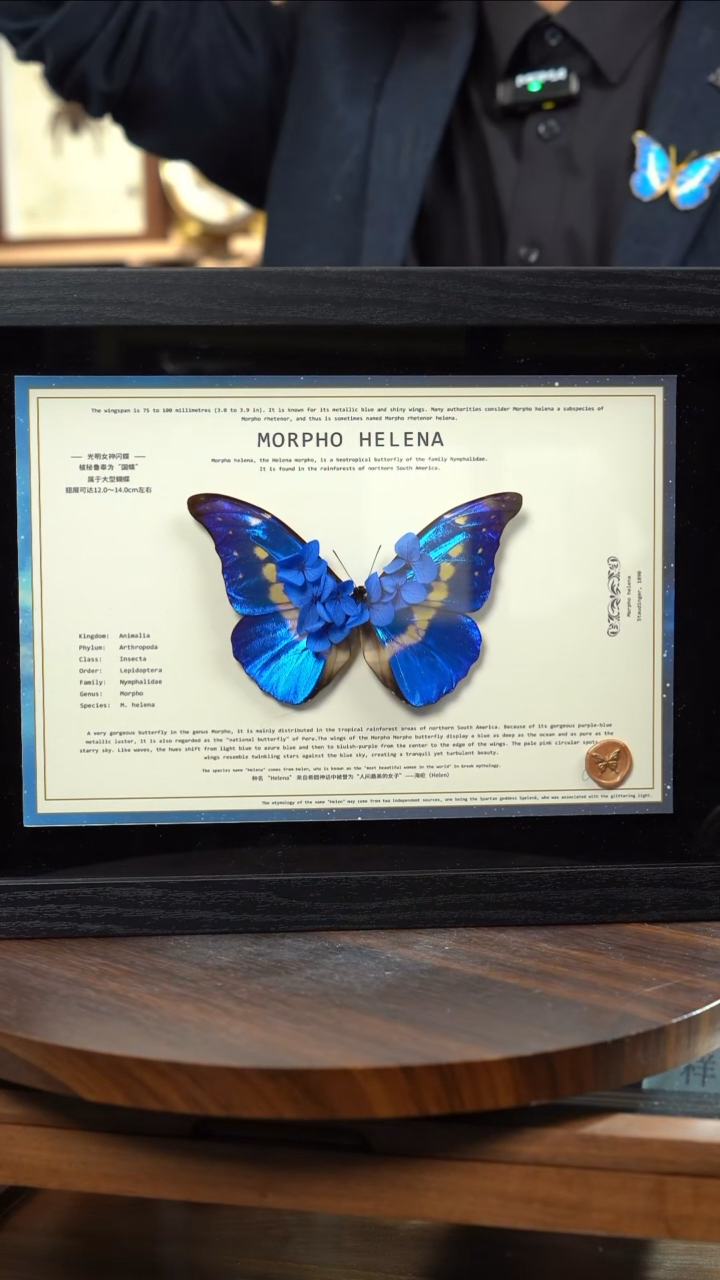 蝴蝶标本摆件竞拍光明女神闪蝶a106