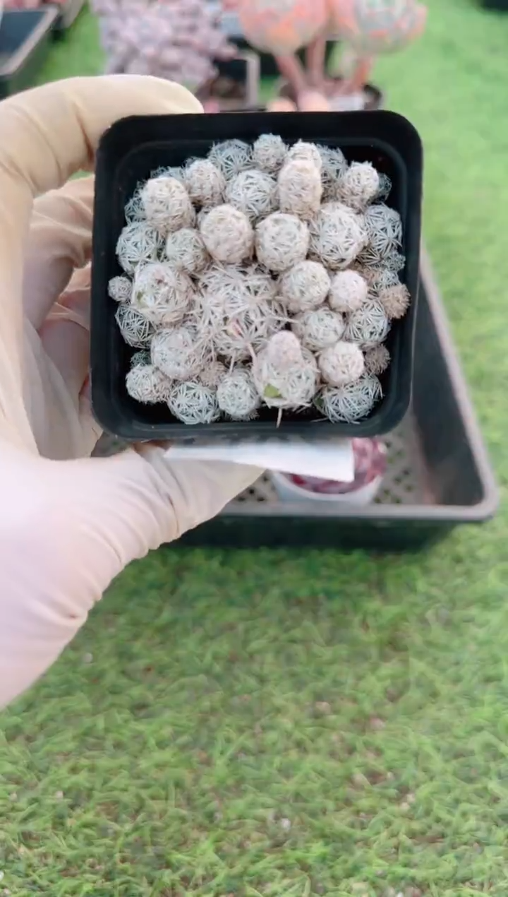 【闪购商品】梦会多肉一物一拍