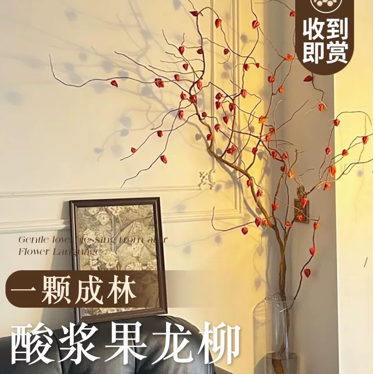 【万家灯火】酸浆果龙柳鲜切枝年宵花植物小众花材高品质室内绿植