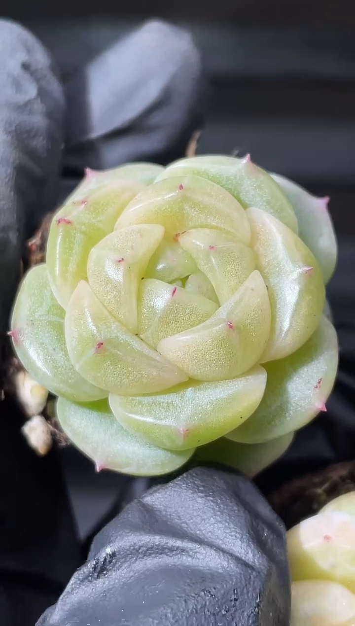 27-60金牛2-3厘米量拍发一颗