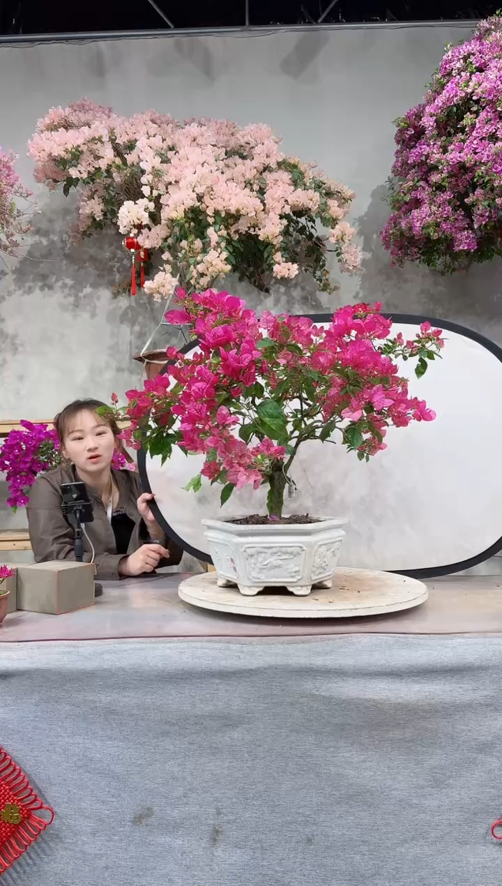 【闪购商品】盆景金心双色