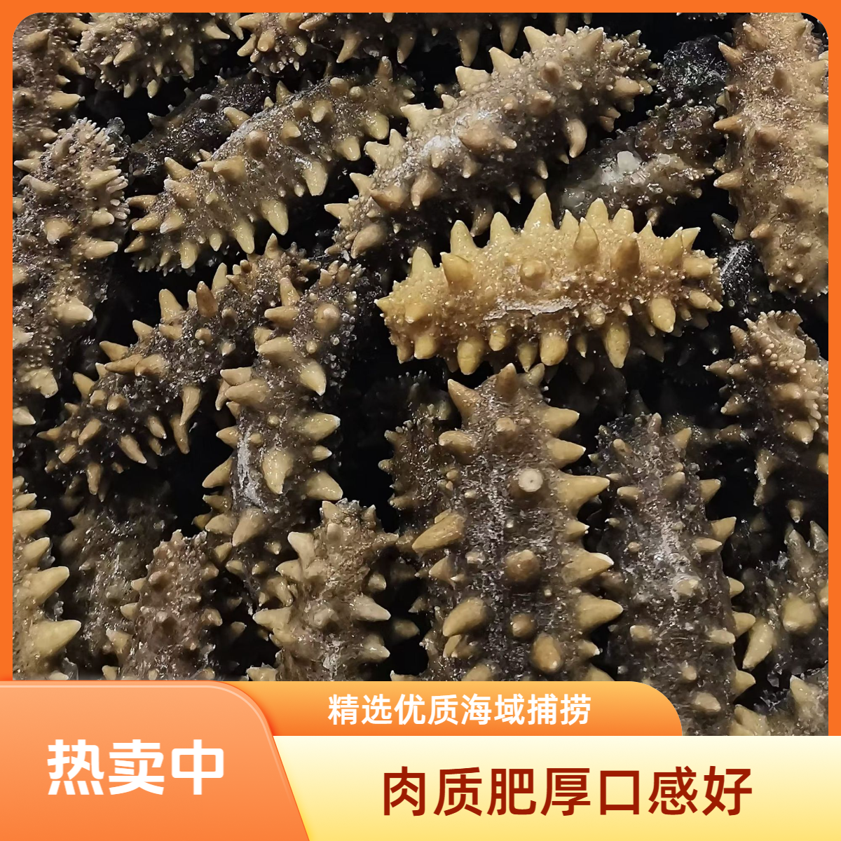 君先参即食海参10-15头（1-2斤）深海底播辽刺参 口感Q弹 养生佳品