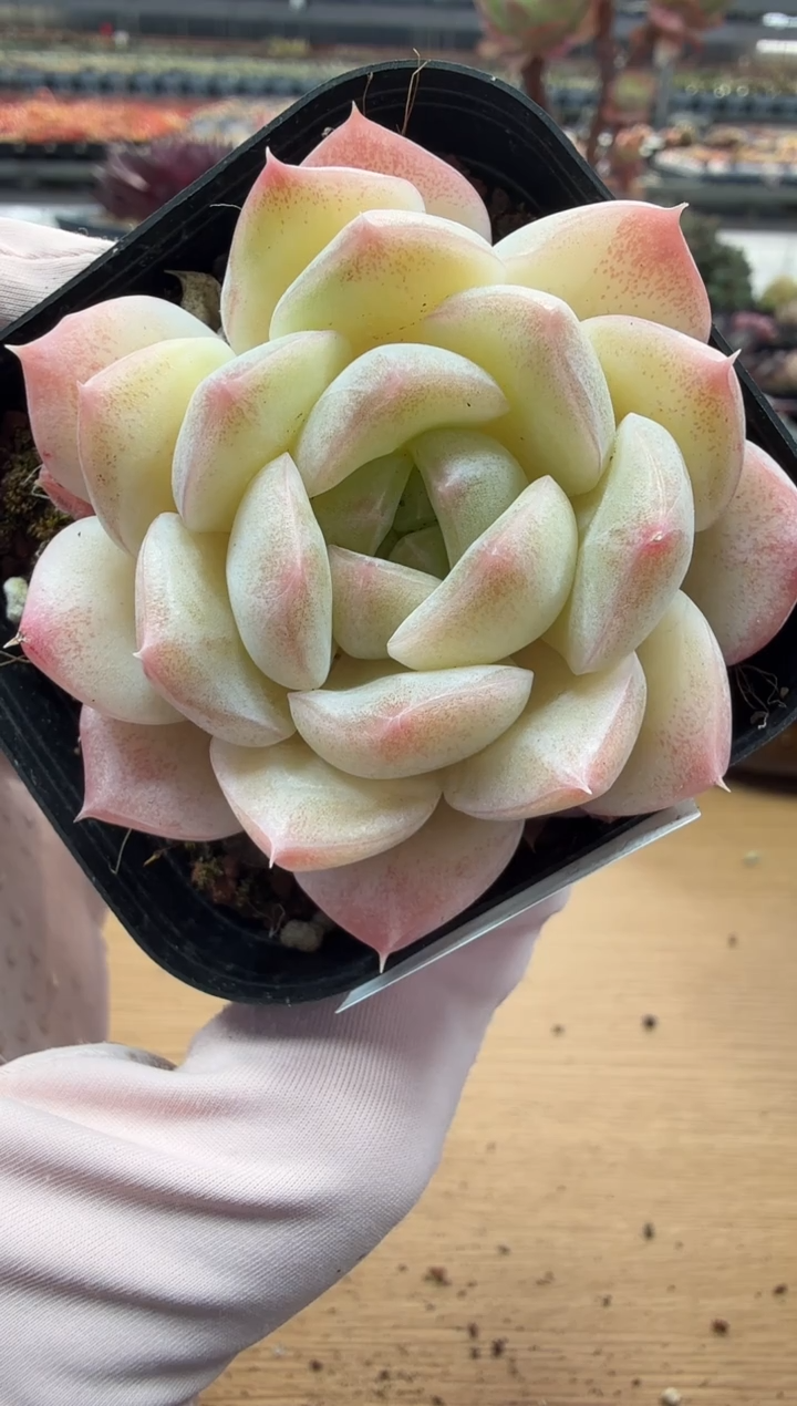 东云多肉园二店-87