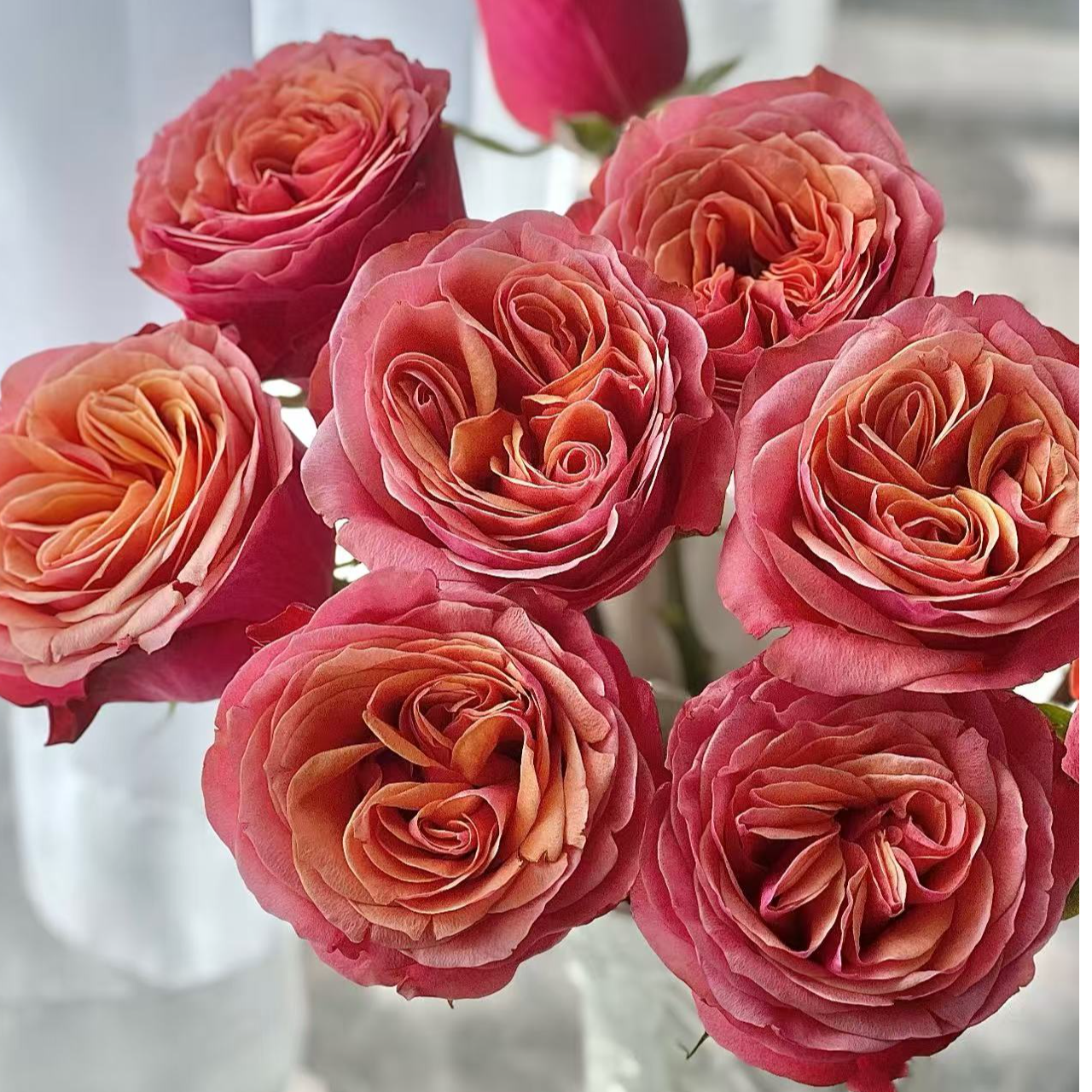 【陌上花开】秋江月-稀有单头玫瑰（收到请带包装醒花）