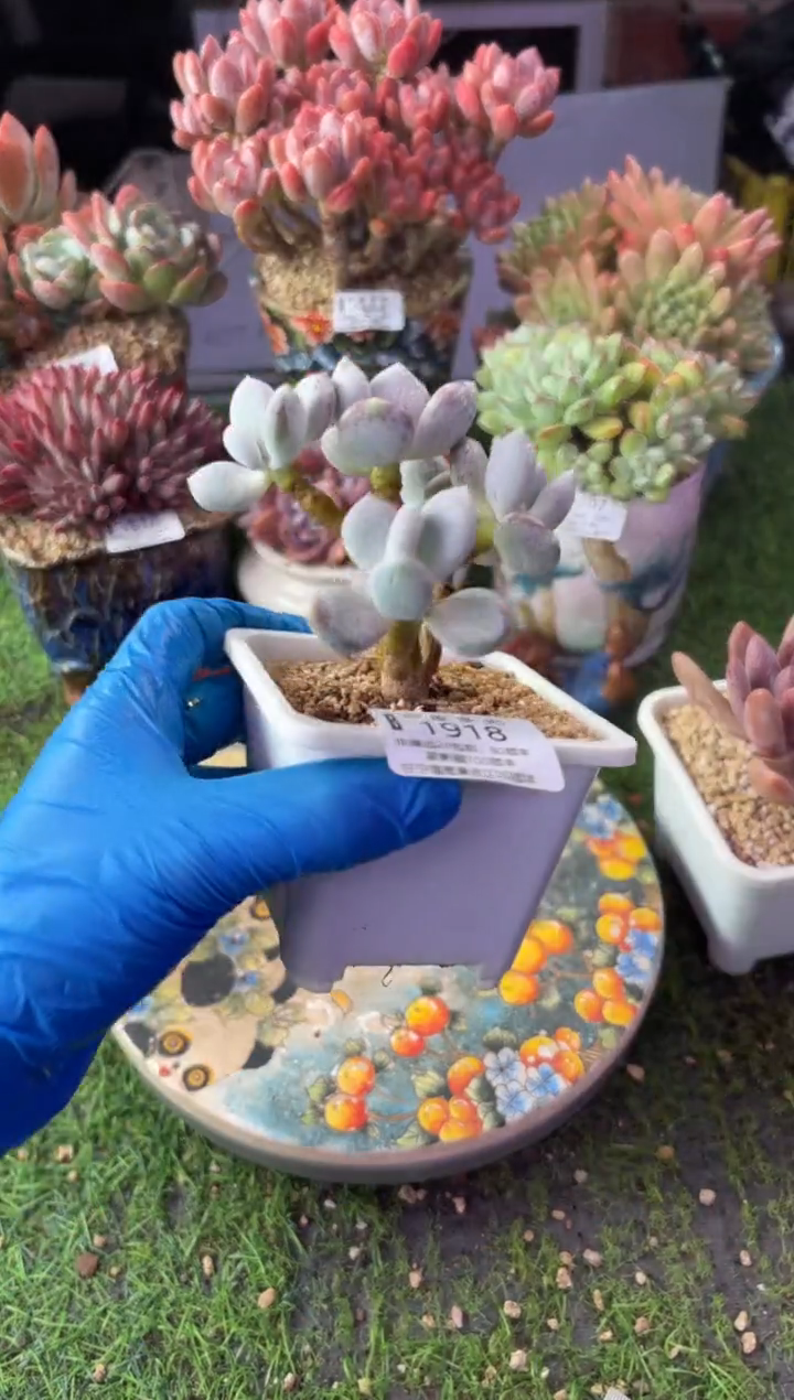 昆明印象多肉1918