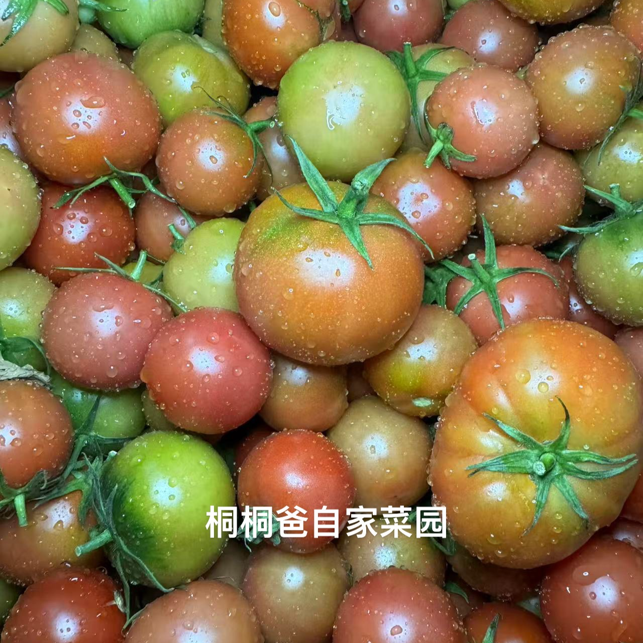 番茄老品种潮汕本地乌皮番茄露天种植西红柿脆甜带点酸