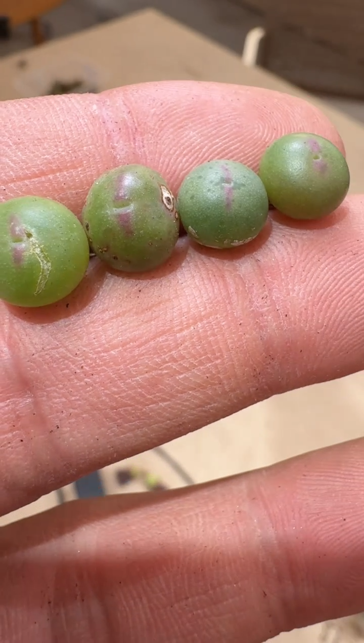 16多肉植物肉锥皮卡丘一颗