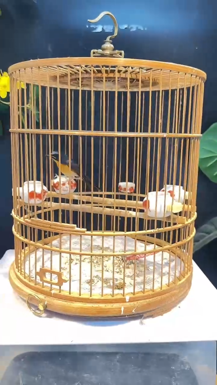 虎皮鹦鹉39号   山岚养笼0元起拍