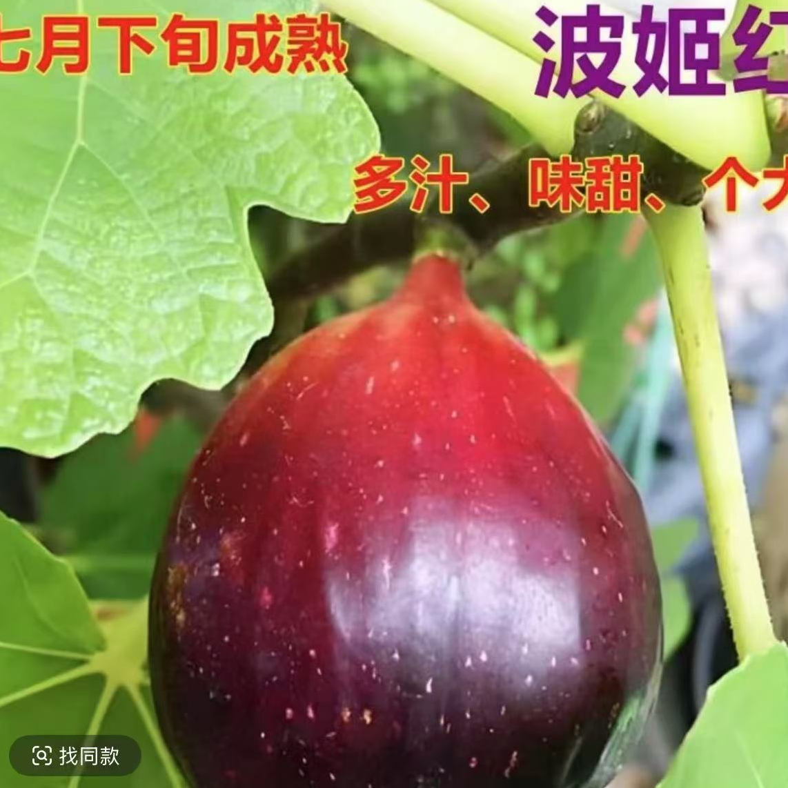 【波姬红无花果树】好货 当年尝鲜阳台盆栽南方北方庭院地载A