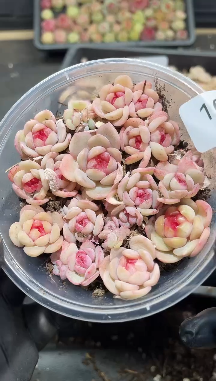 102琴心     量拍