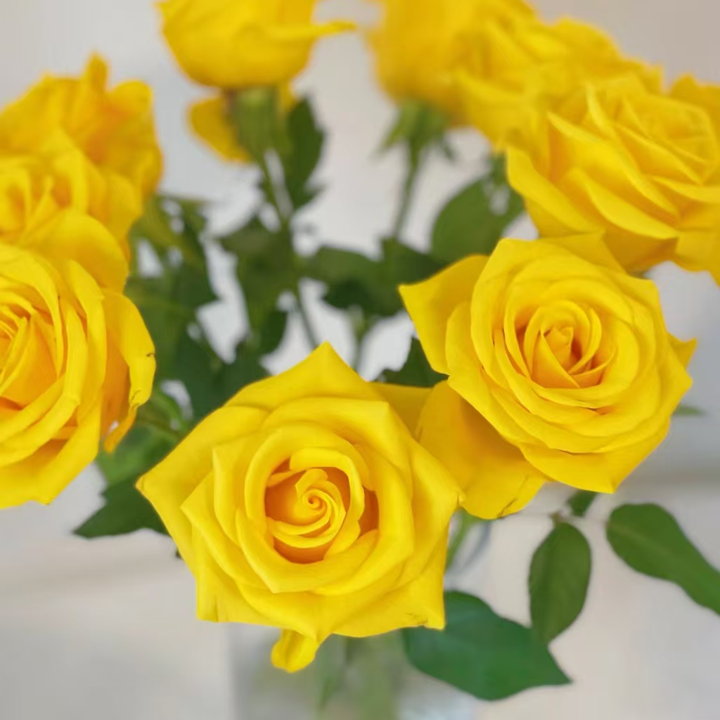 【自产】【契机60cm】【二十支】单头玫瑰 全场任意两单鲜花包邮