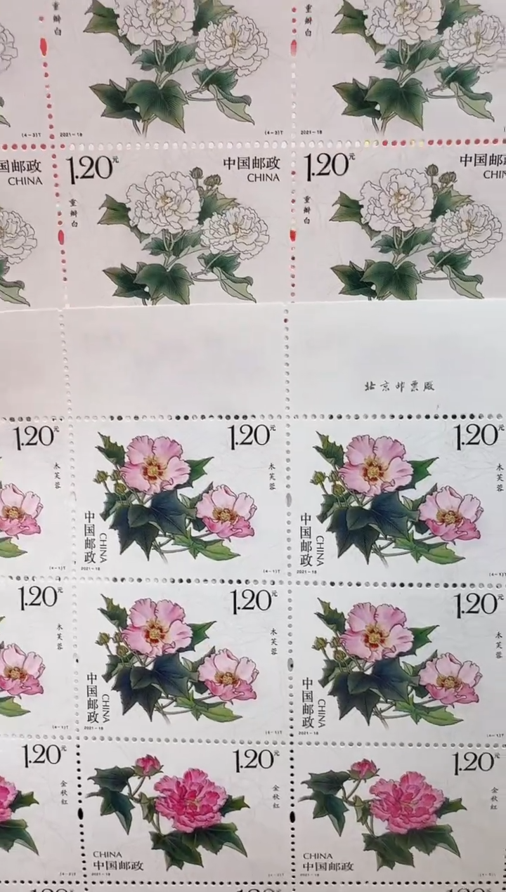 《木芙蓉》大版票邮票