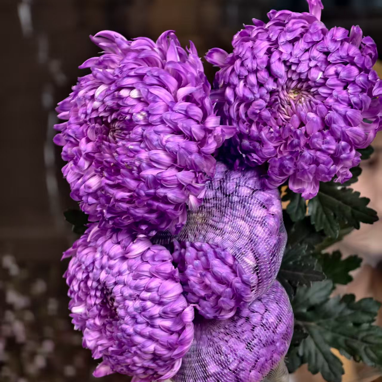 A级稀有紫罗兰牡丹菊5枝