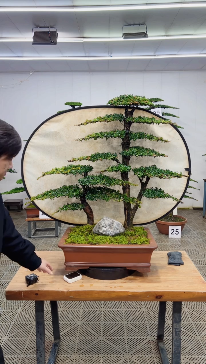 无花朵造型盆景一物一拍