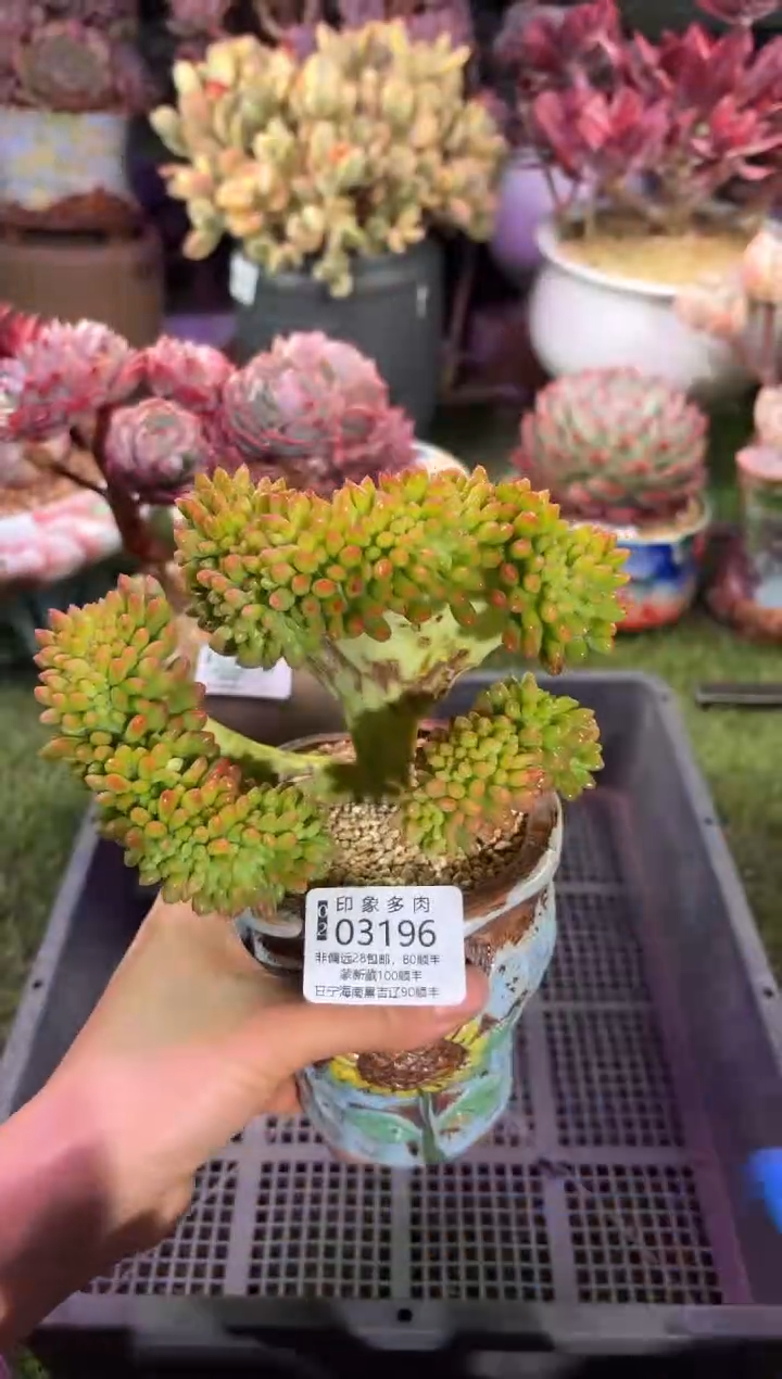 【闪购商品】03196