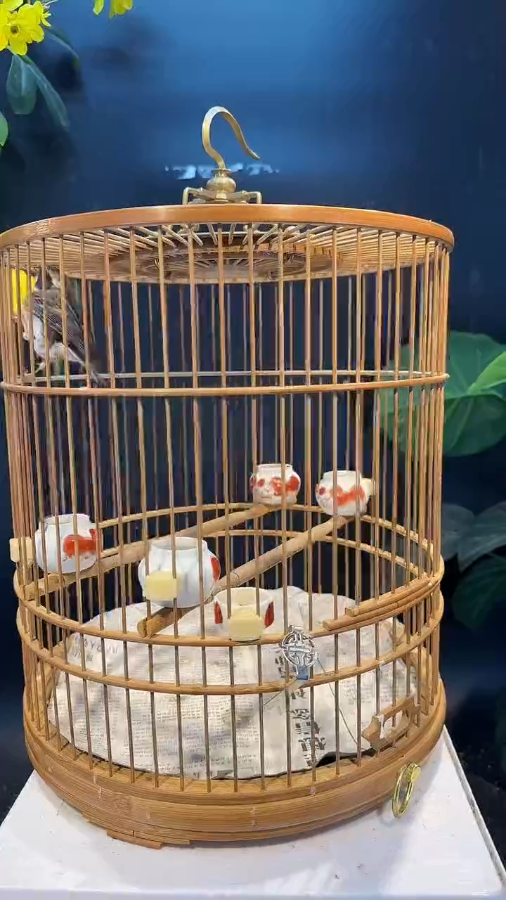 虎皮鹦鹉4号  虎头凤养笼0元起拍