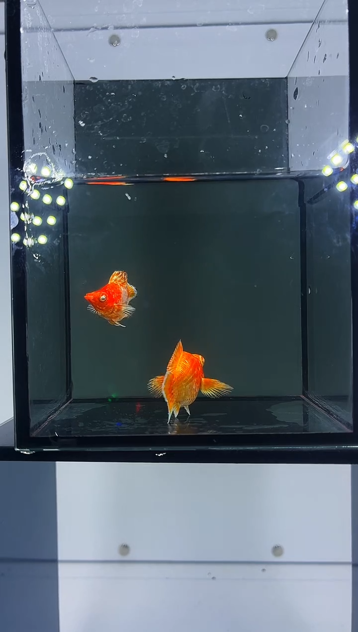 黑玛丽鱼金元宝一对-37