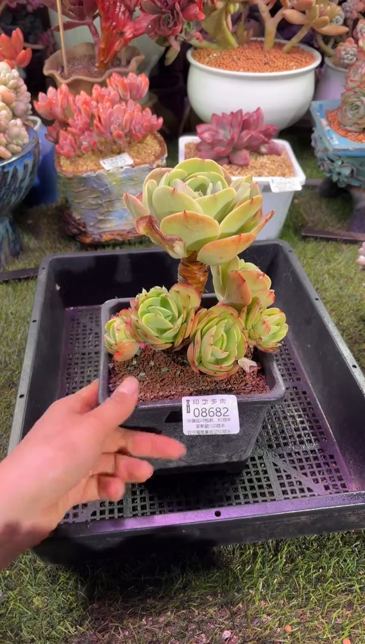 【闪购商品】08682