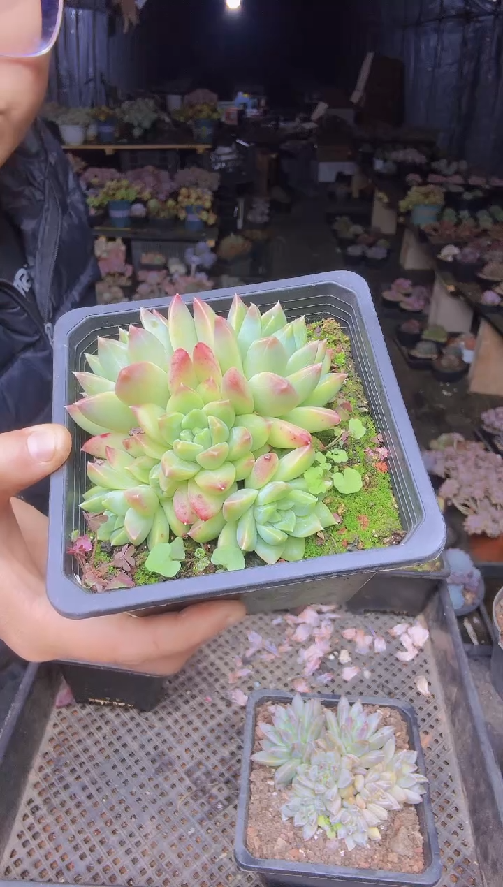 女*号037幻影美人一物一拍