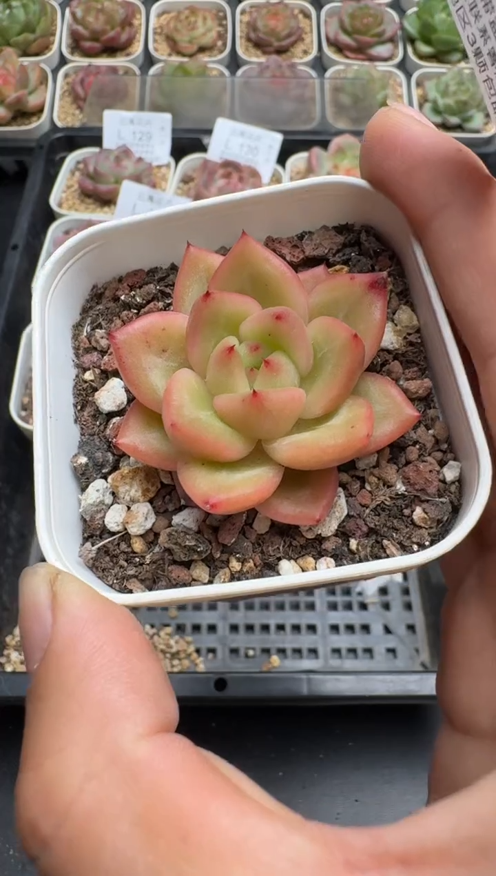 138L云禹多肉植物 带盆土纸巾打包 当天拍3颗包邮