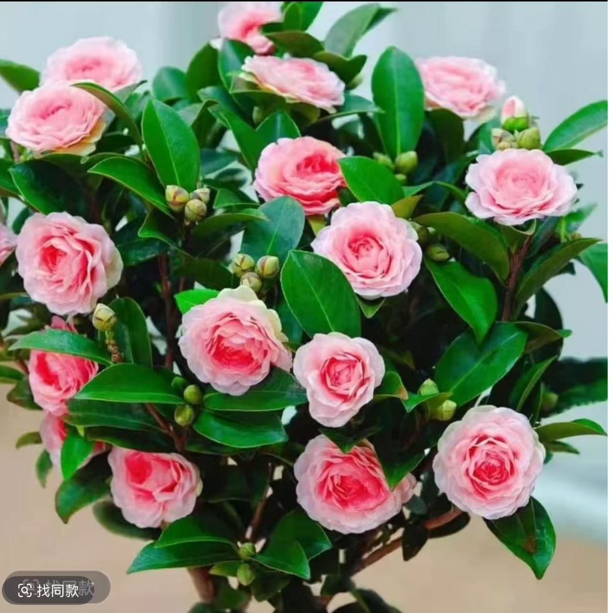 00【带花苞发货】浓香型香妃茶花盆栽室内阳台冬季耐寒花卉绿植