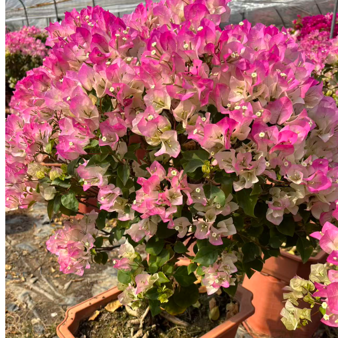 三角梅树苗盆栽四季开花耐寒耐旱庭院阳台花卉绿植