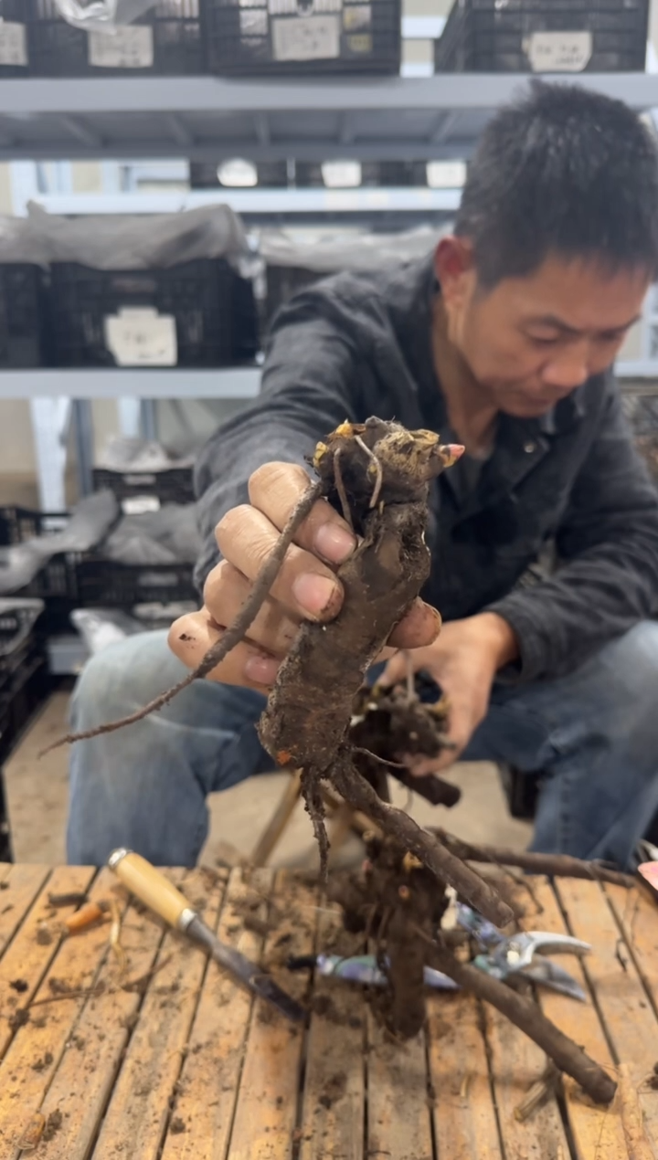 静**景29.9  静观盆景 树莓圣代