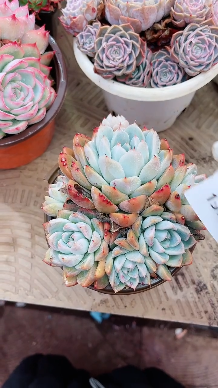 【闪购商品】17142