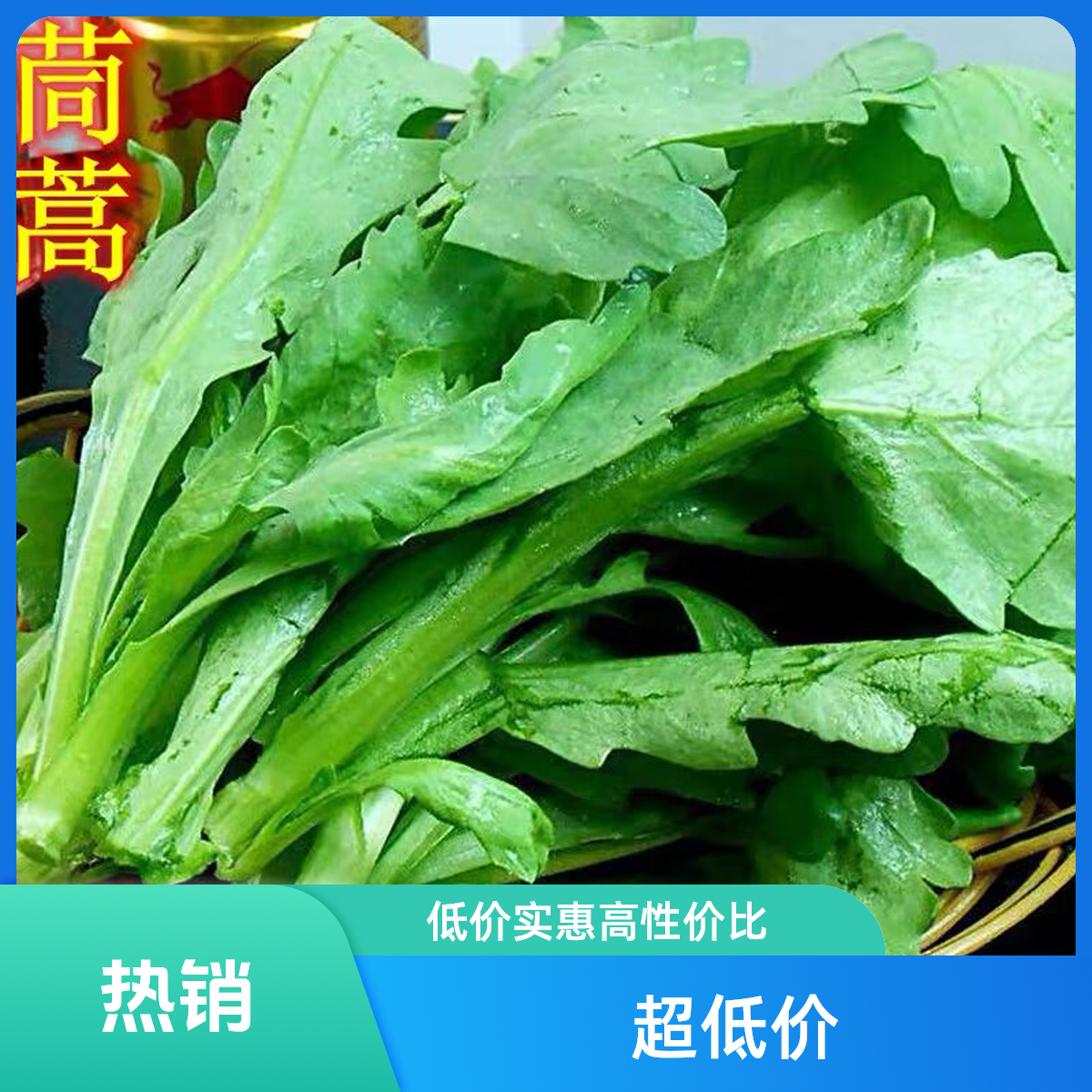 农家自种大叶茼蒿当时时令蔬菜今天拍明天顺丰送货上门