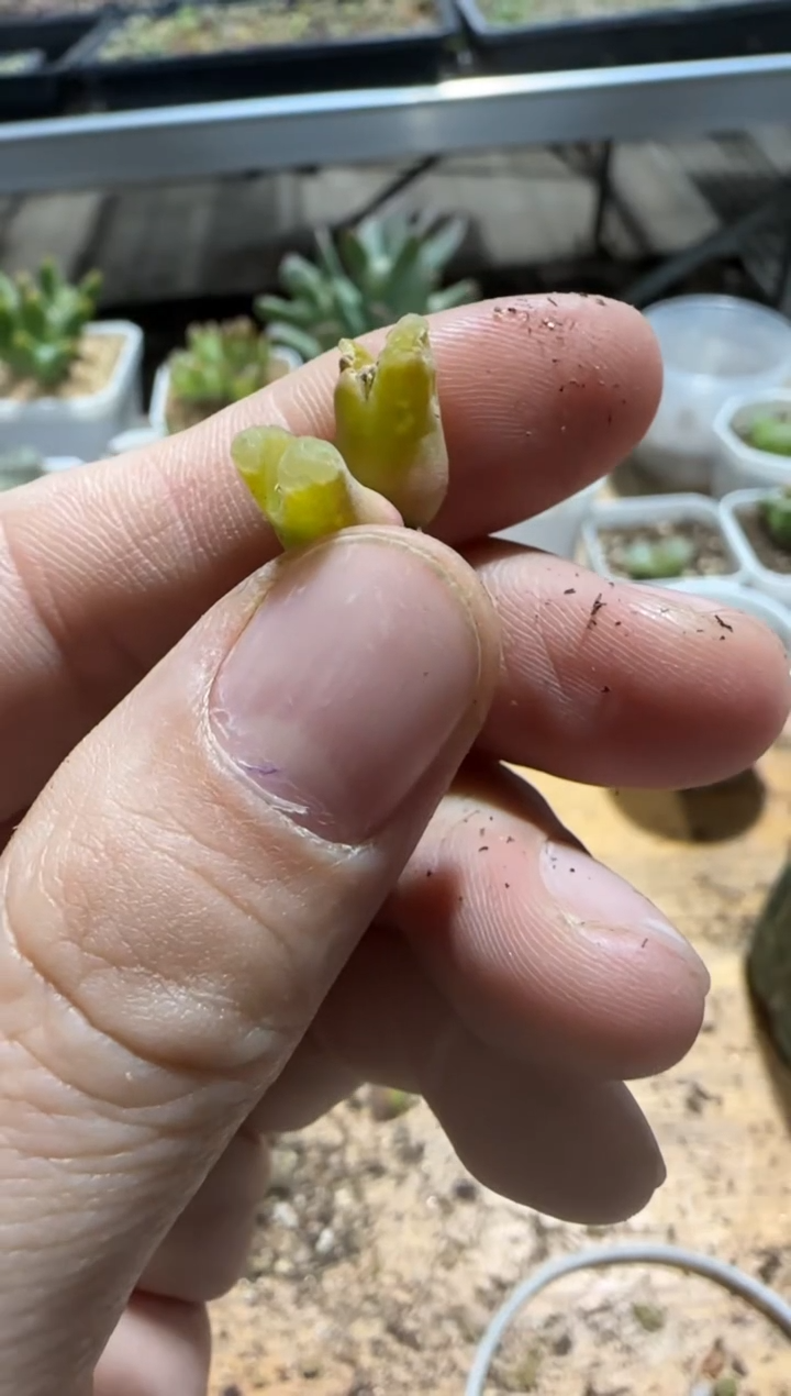 【闪购商品】9-519