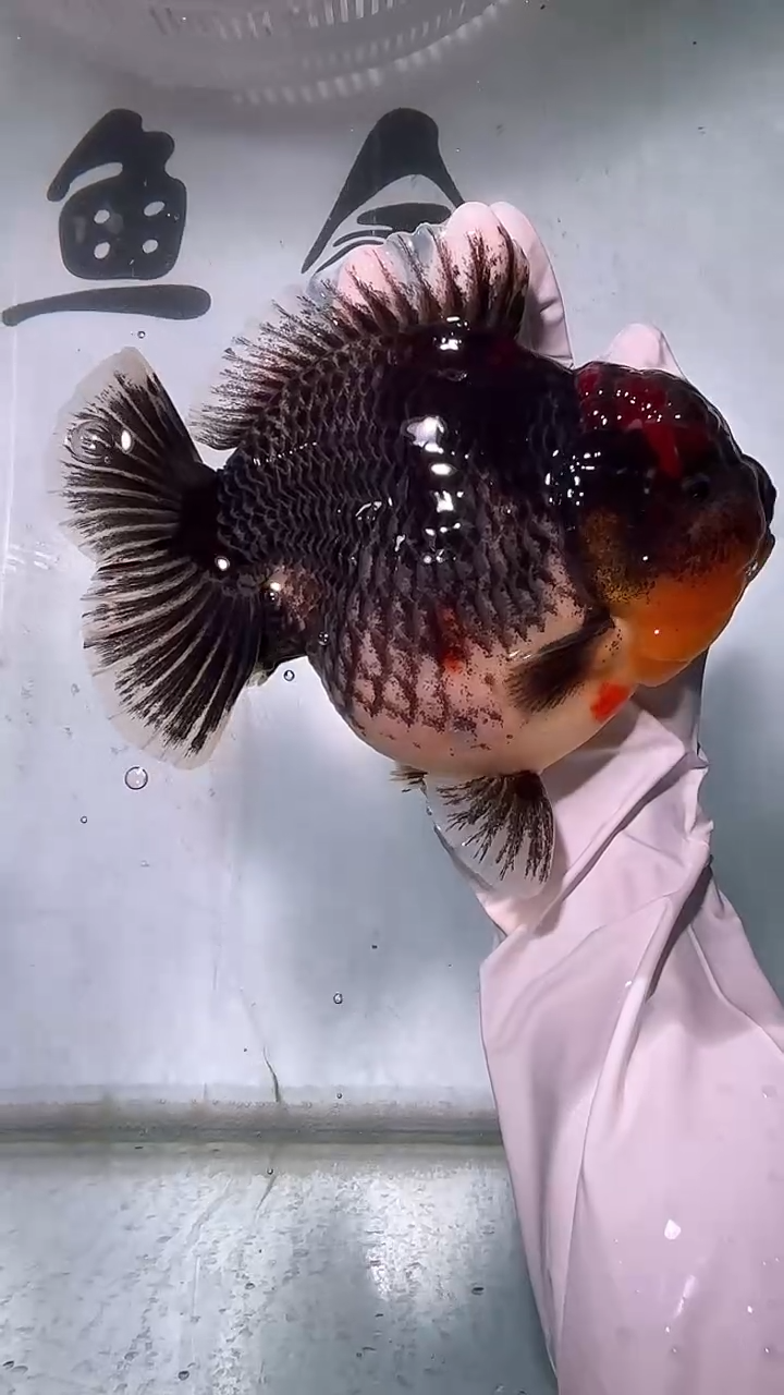 金鱼精品泰狮一只以直播间为准