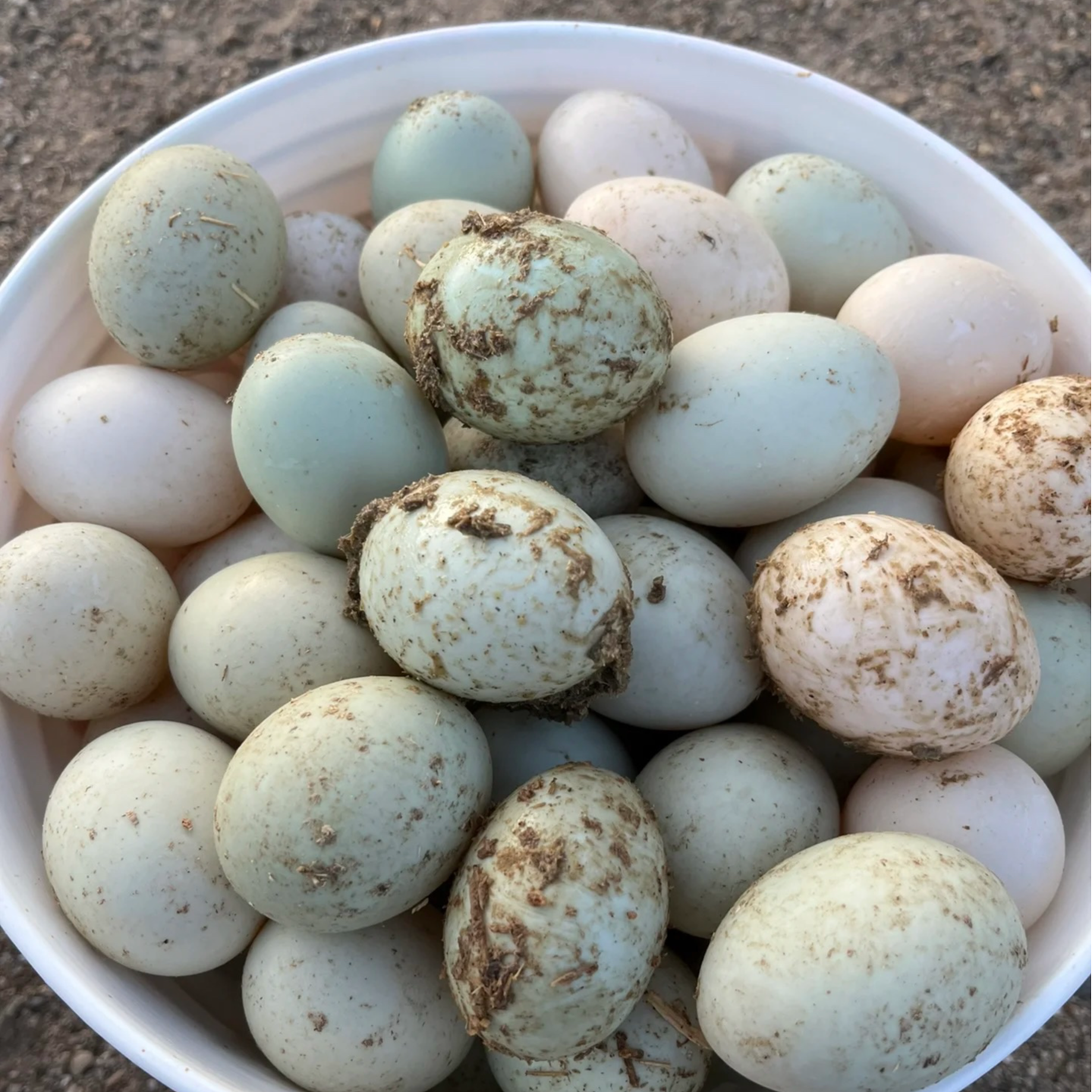 正宗散养土鸭蛋农家新鲜现捡