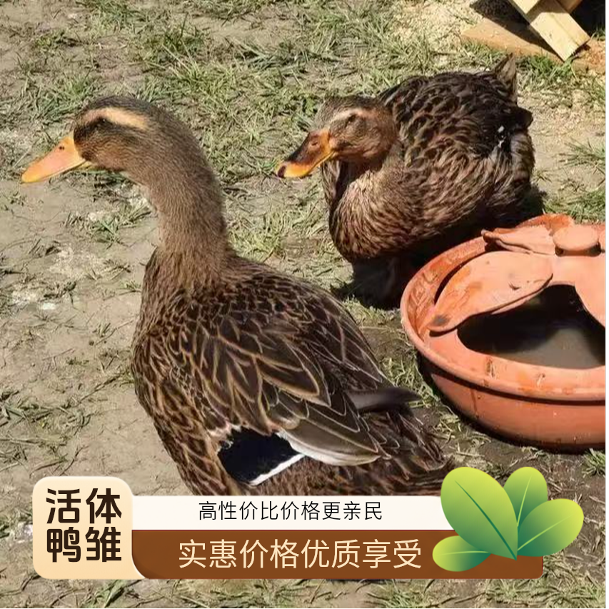 大种麻鸭活体幼雏宠物鸭麻体鸭肉鸭土鸭水鸭幼崽顺丰包邮