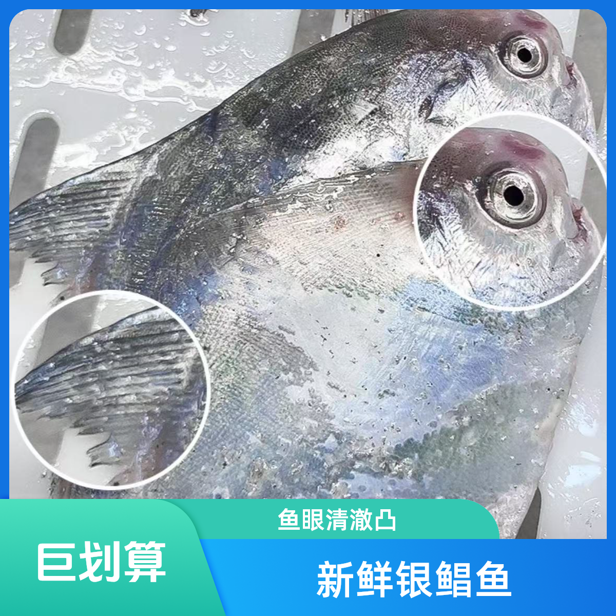 东海野生白鲳鱼银鲳鱼 冰鲜发货 到手15条内净重3斤以上顺丰包邮