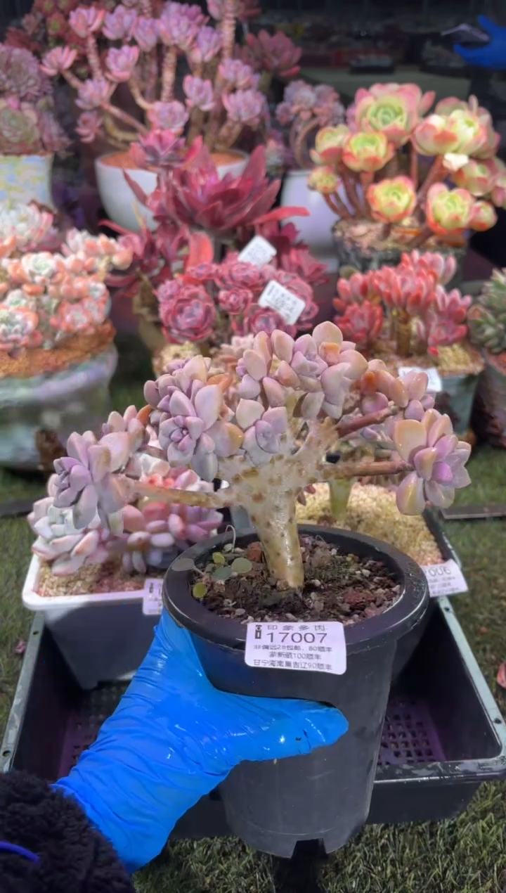 【闪购商品】17007