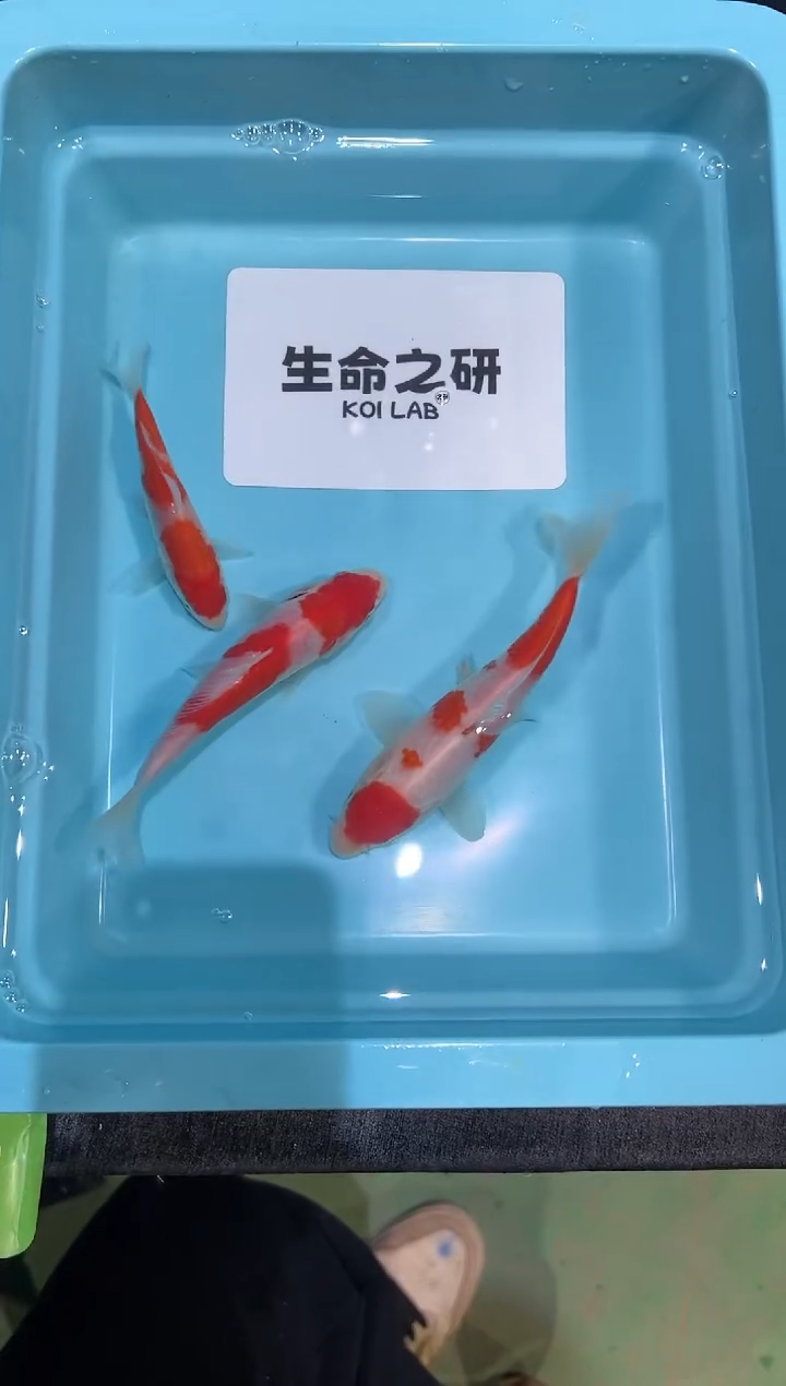 锦鲤坂井血统小当岁