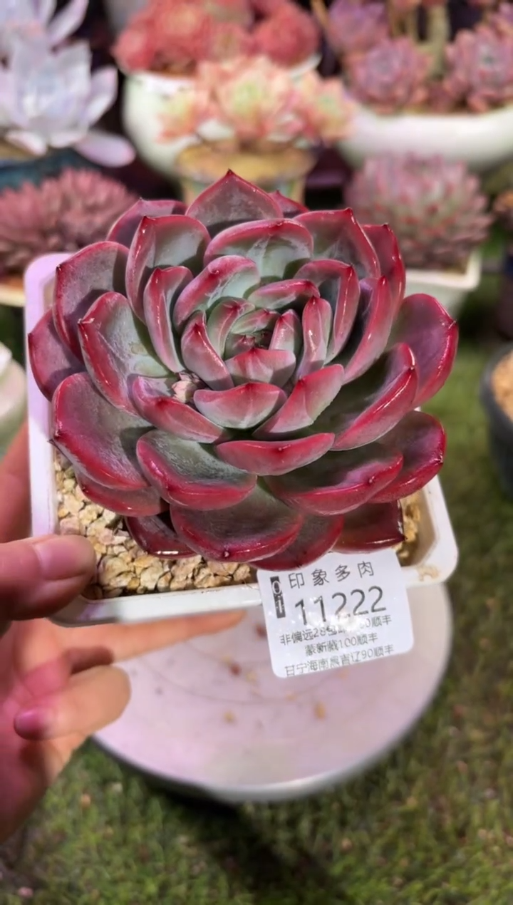 【闪购商品】11223