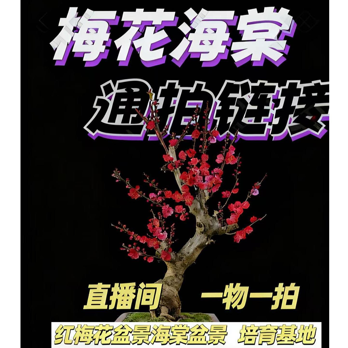 梅花海棠专拍链接