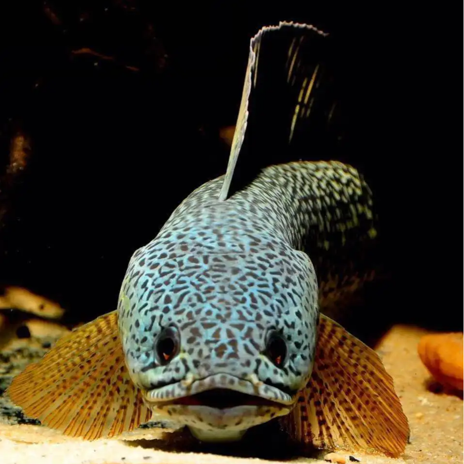 直播高价雷龙鱼专拍，请勿单拍，联系客服