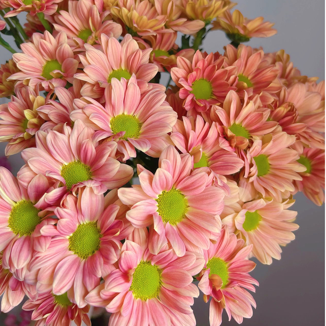 【1网红】变色三文鱼多季节带花带苞基地直销多年生植物室内室外 蒋