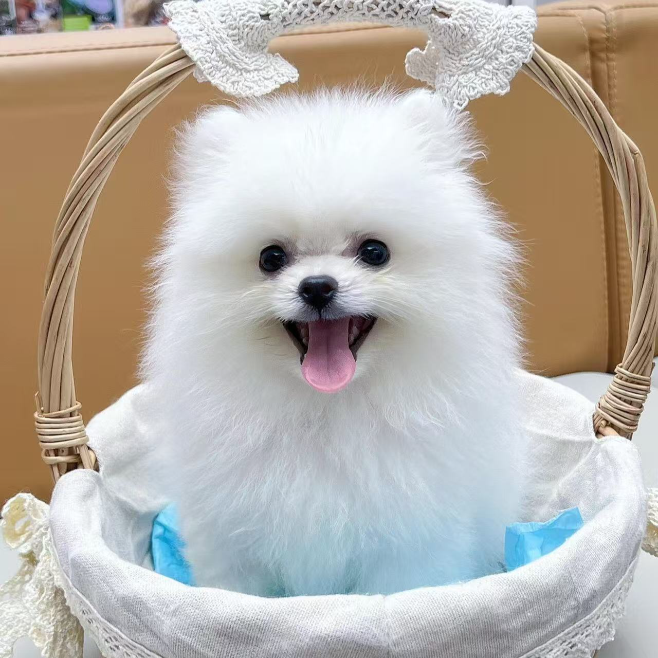 博美犬精品博美小型犬