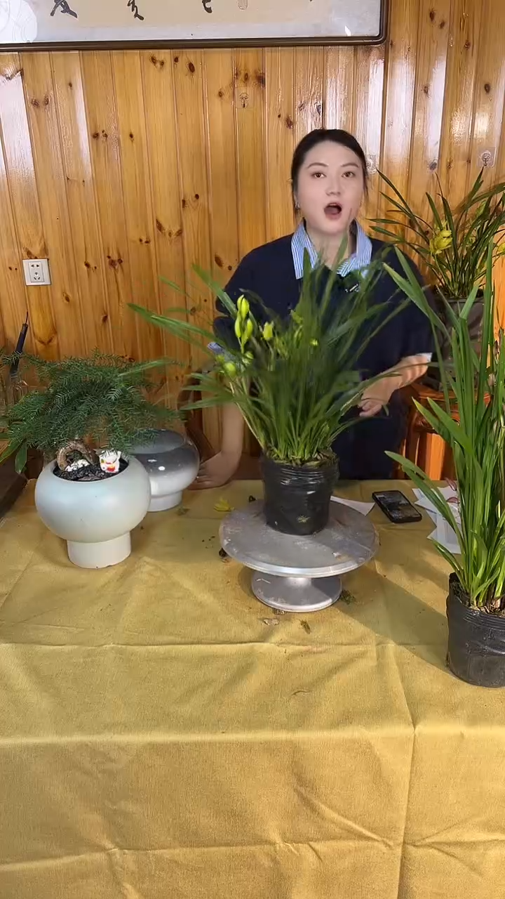 大部分花苞少量开放黄金小神童