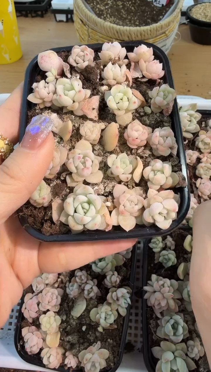T10灯泡心切糕1盒 量拍混发