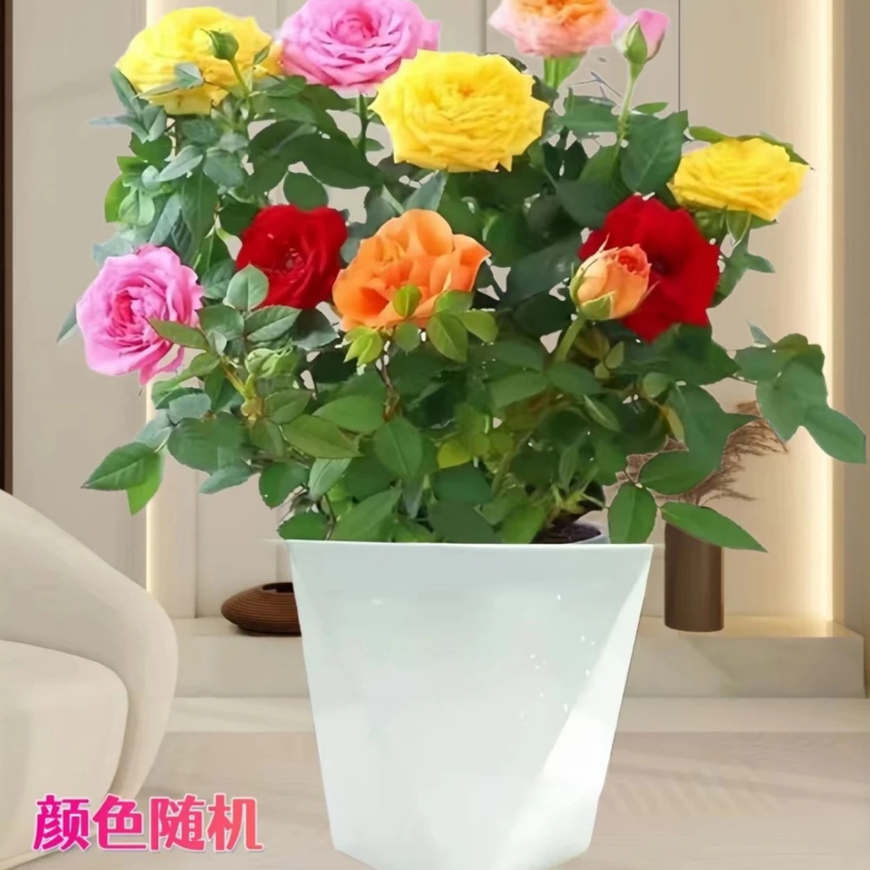 【多色月季带花苞直发】四季开花阳台月季花苗花卉室内外阳台庭院