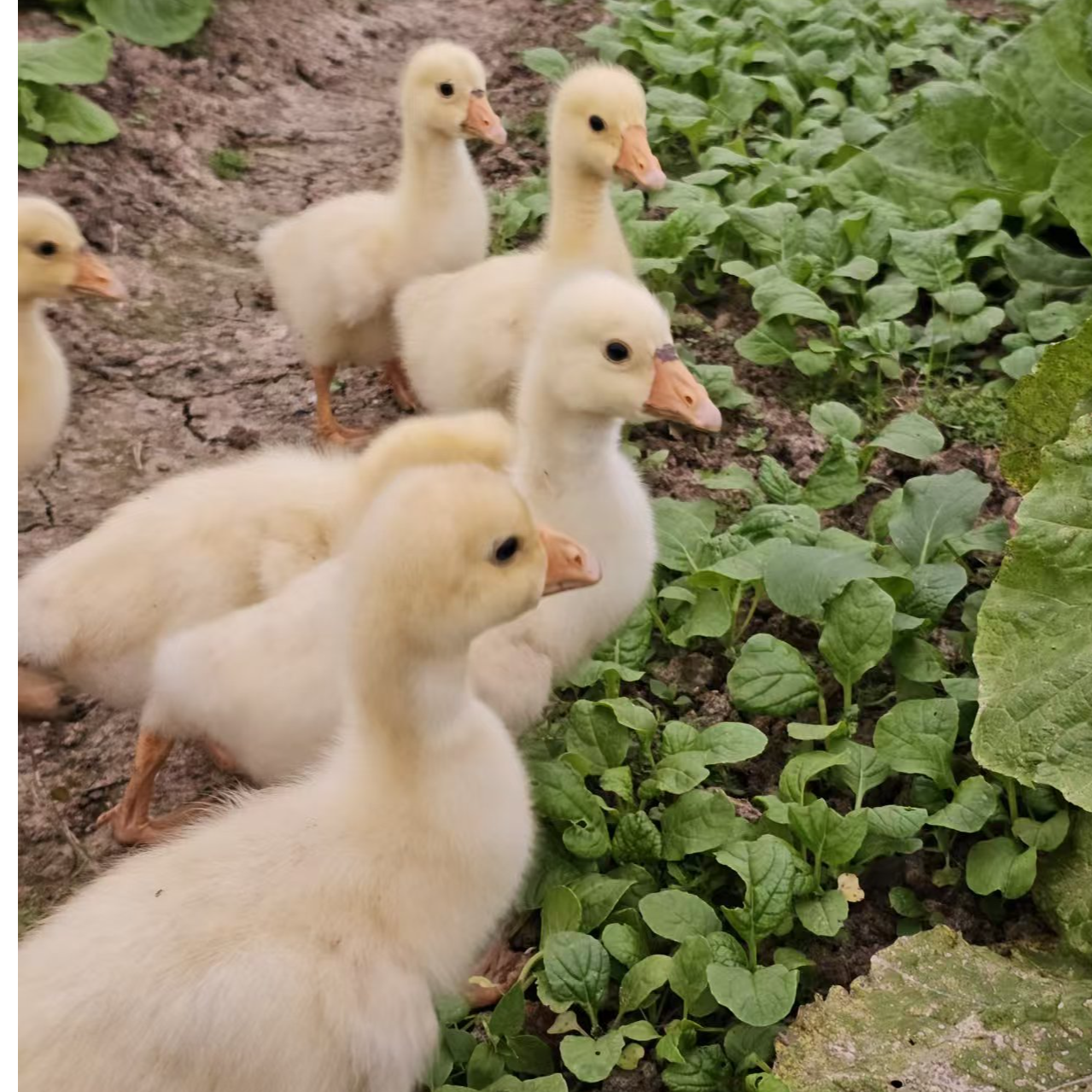 宠物鸭   狮头巨无霸 特大品种